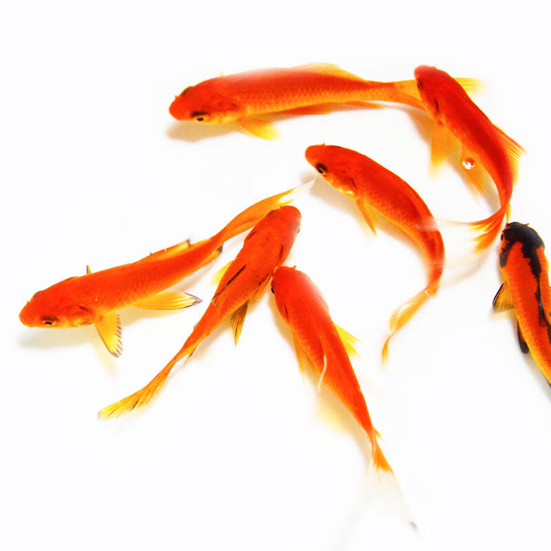 易萌活体红草金金鱼 淡水观赏鱼黄金锦鲤红白锦鲤鱼 红草金3-5cm 20条