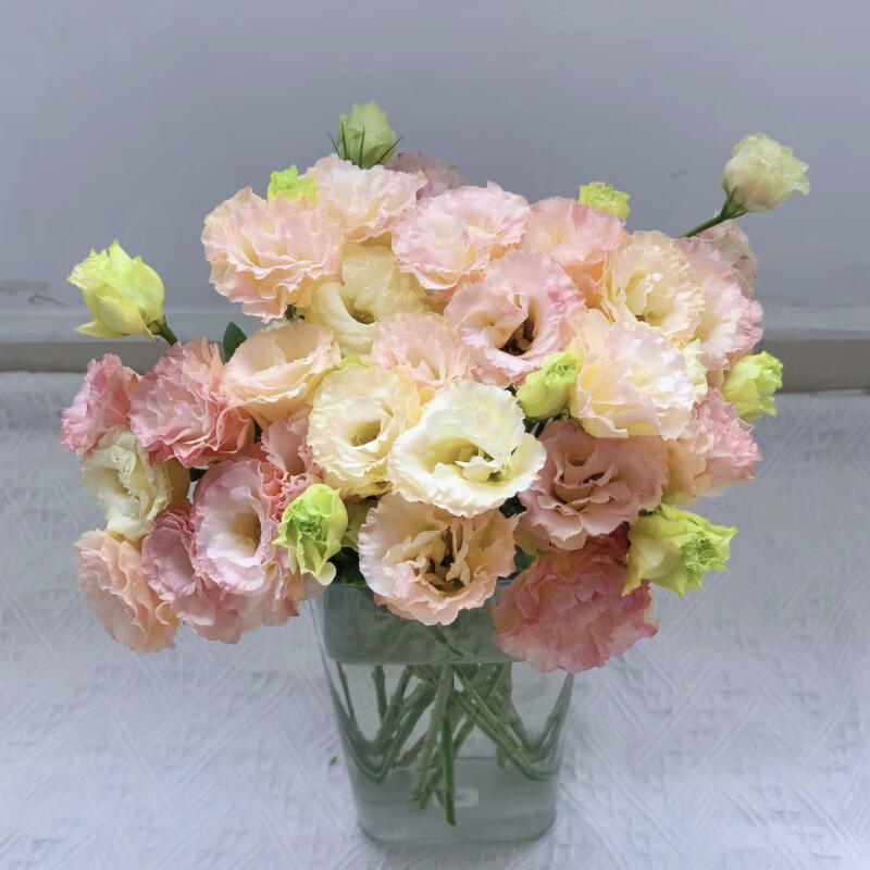 朵芮蜜昆明洋桔梗鲜花基地直发室内客厅插花水养家用花束礼物云南直批 【】香槟色洋桔梗+送配草 15-23朵 含花苞下单就送保鲜剂