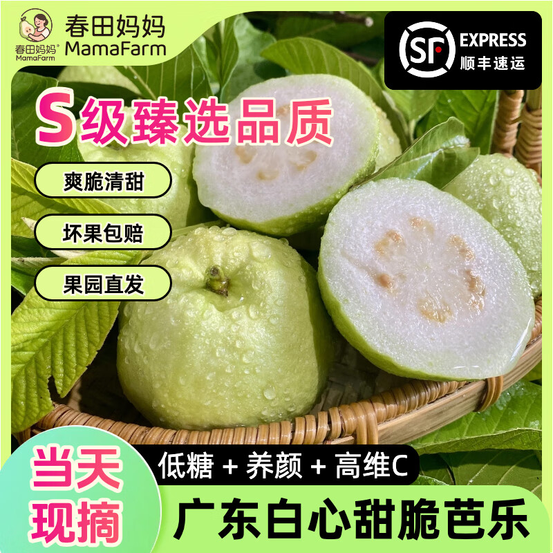 【低糖高维C】产地直发 广东新鲜糖尿病水果白心甜脆番石榴芭乐 【推荐买】5斤|S级臻选当天采摘