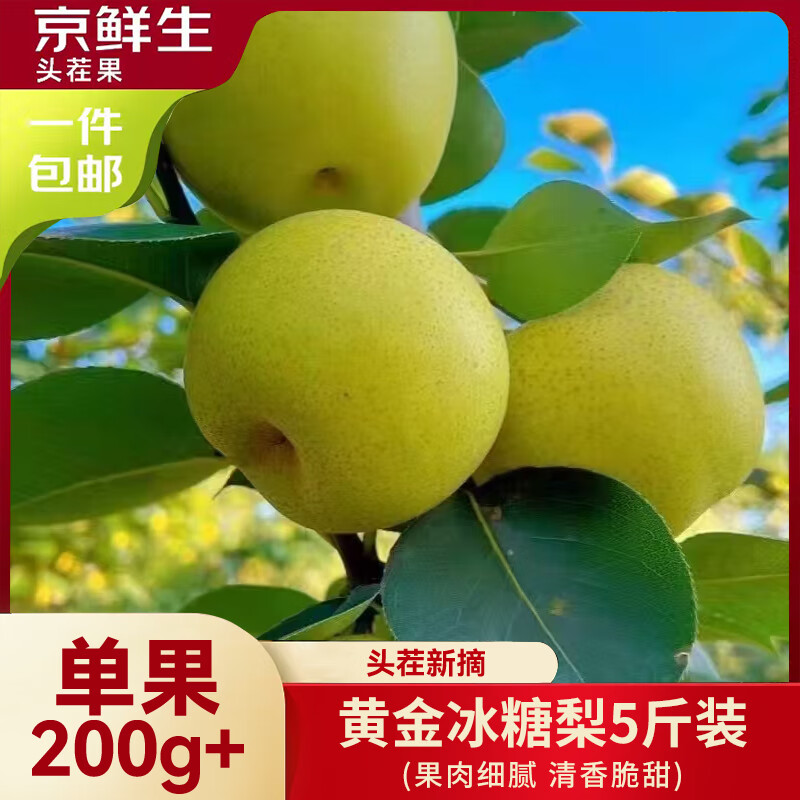 京鲜生安徽砀山黄金冰糖梨 净重5斤装 单果200g+ 生鲜水果源头直发