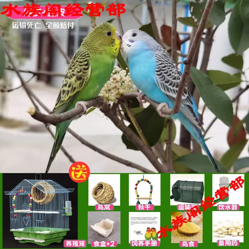 鹦鹉活鸟包活云斑鹦鹉中小型会说话手养虎皮鹦鹉活物家养宠物小鸟 篮虎皮+绿虎皮+豪华鸟笼+鸟窝+秋
