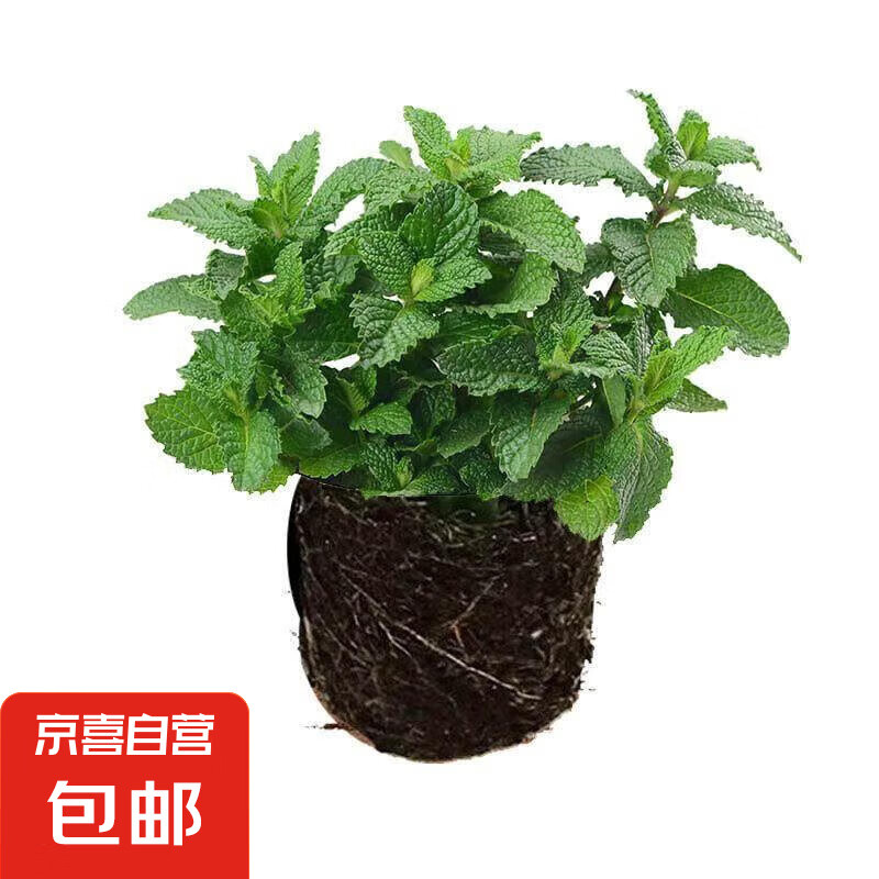 ���ʱ����������ʿ�ʳ�ñ���Ҷ�����ò�ˮ���������������ֲ�� ԭ������һ�� ������