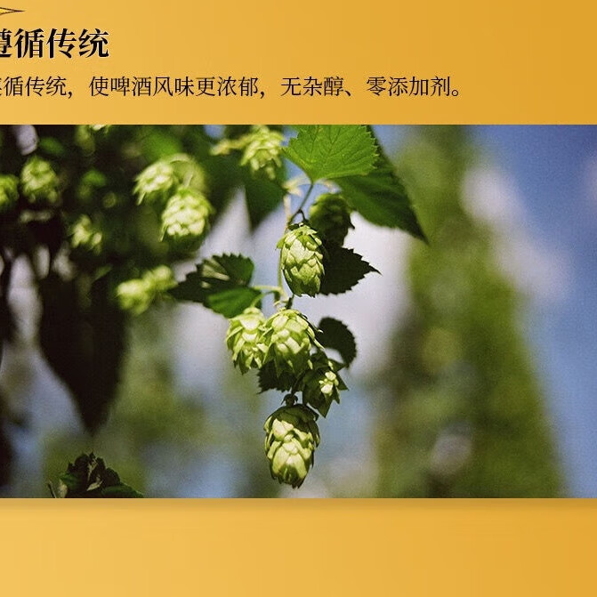 FENDI CLUB710德式小麦白啤酒1000ml*6罐装1整箱啤酒原浆啤酒扎啤 德式小麦白啤酒 1000mL 6罐 整箱装