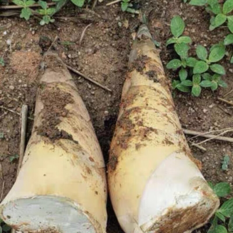 潮汕埔田现挖竹笋新鲜春夏嫩竹笋带壳福建甜笋新鲜大头麻竹笋 【精选现挖鲜笋净重4斤 】 泡沫