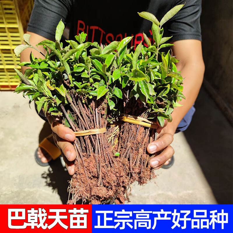 醉春木巴戟天苗广东高要树苗正宗高产广东肇庆德庆药材材鸡肠风 5棵起