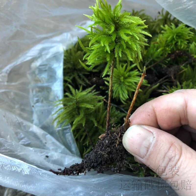万年藓水草小型客厅生态鱼缸造景小植物水培遇水即活耐低温微景观 精品万年藓10颗