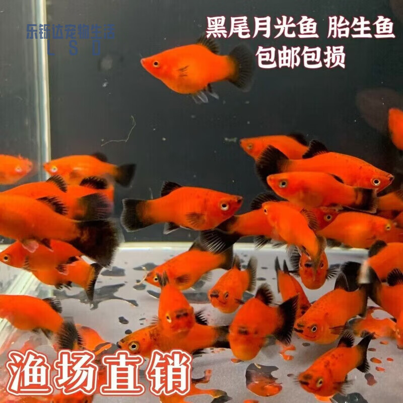 米奇鱼 月光鱼 胎生鱼 小型鱼 观赏鱼 热带鱼 好养活新手鱼包邮