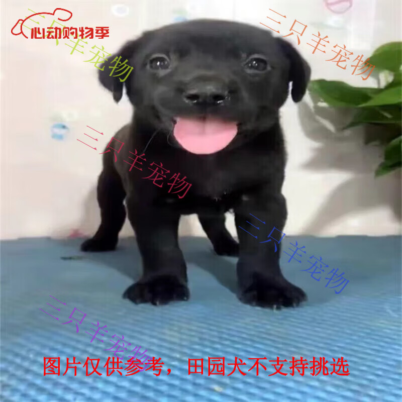 旺園興中華田園犬混血活體小土狗混血幼犬黑狗黃狗看家犬 田園級 黑狗 公-品相隨機不支持挑選