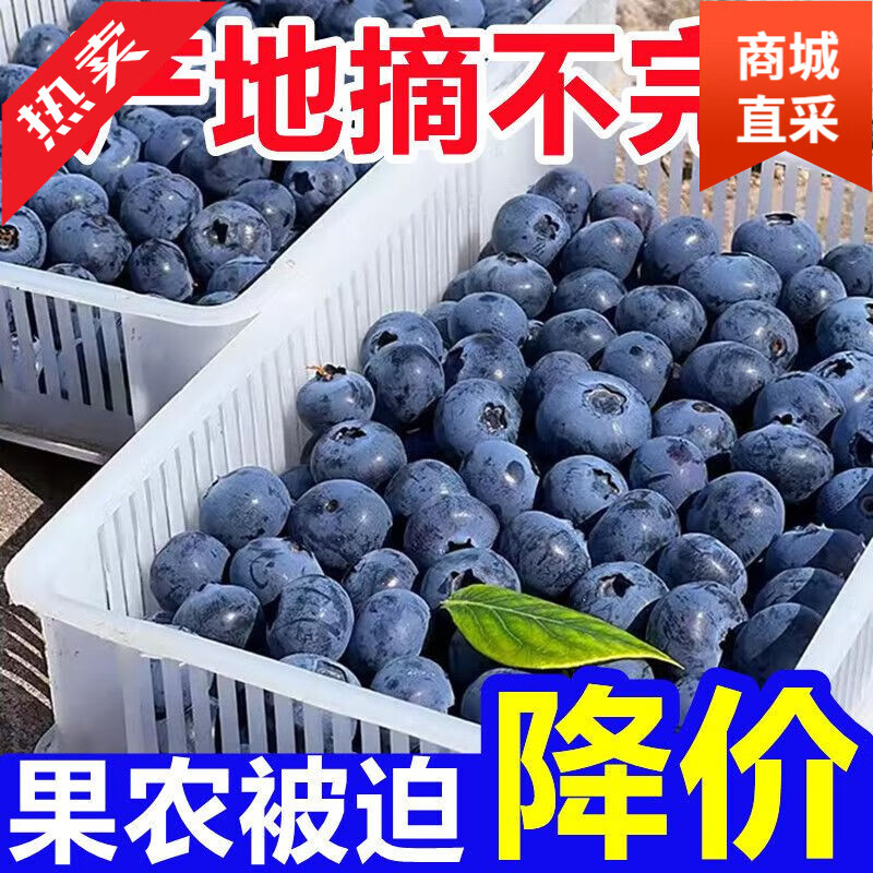 蓝莓丹东蓝莓鲜果新鲜高端水果当季怡颗高山L25花香孕妇整 6盒 顺丰冷链|超大果20-22mm又大