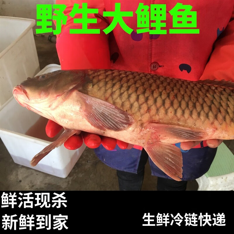 安峰山鲤鱼新鲜鲜活现杀活鱼黄河四鼻鲤小花鱼 活鱼现杀损耗约15% 1斤