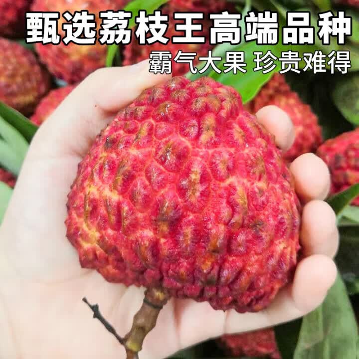 三萌果蔬海南荔枝王超大【JD顺丰闪送】新鲜火山荔枝水果礼盒送礼 3斤装【爆款主推-80%人选】净2.5斤 A+精品特大果【约10-12枚/斤】大如鸡蛋