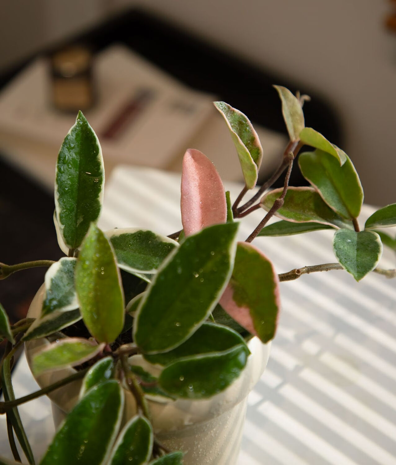 三色球蘭錦蘭花盆景室內(nèi)辦公桌花卉盆栽爬藤植物觀葉四季常綠植 三色球蘭軟膠盆款 帶盆栽好