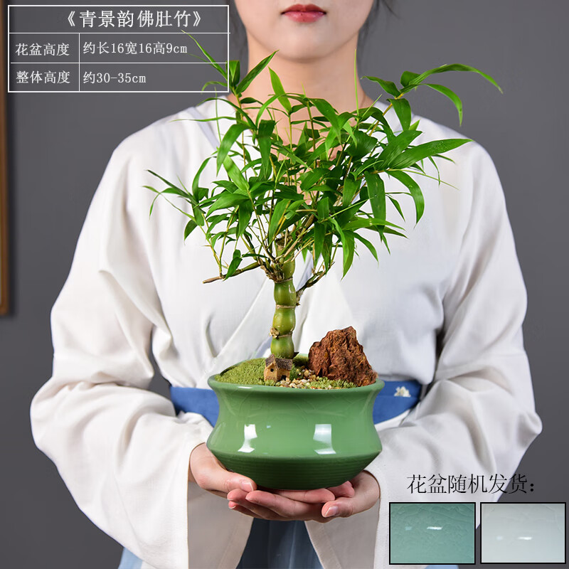 自然空間（ZRKONJN）佛肚竹子盆栽葫蘆竹盆景客廳桌面陽臺(tái)綠植四季常青羅漢竹趣味植物 青景韻佛肚竹+小房子 帶盆栽好