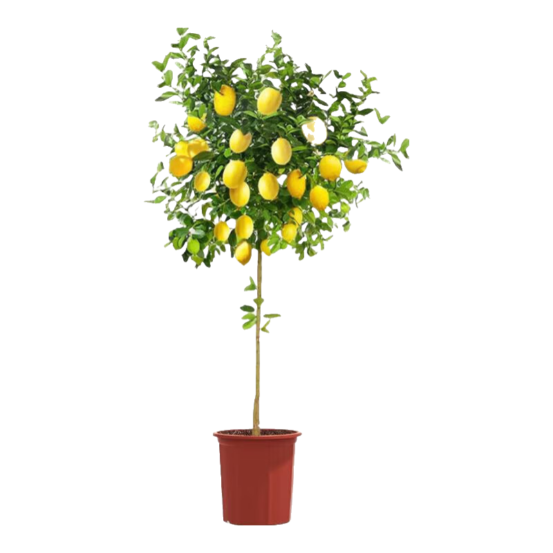 ˮԿɽֲڿļֲ 1-1.2+ԭ 56.9Ԫ