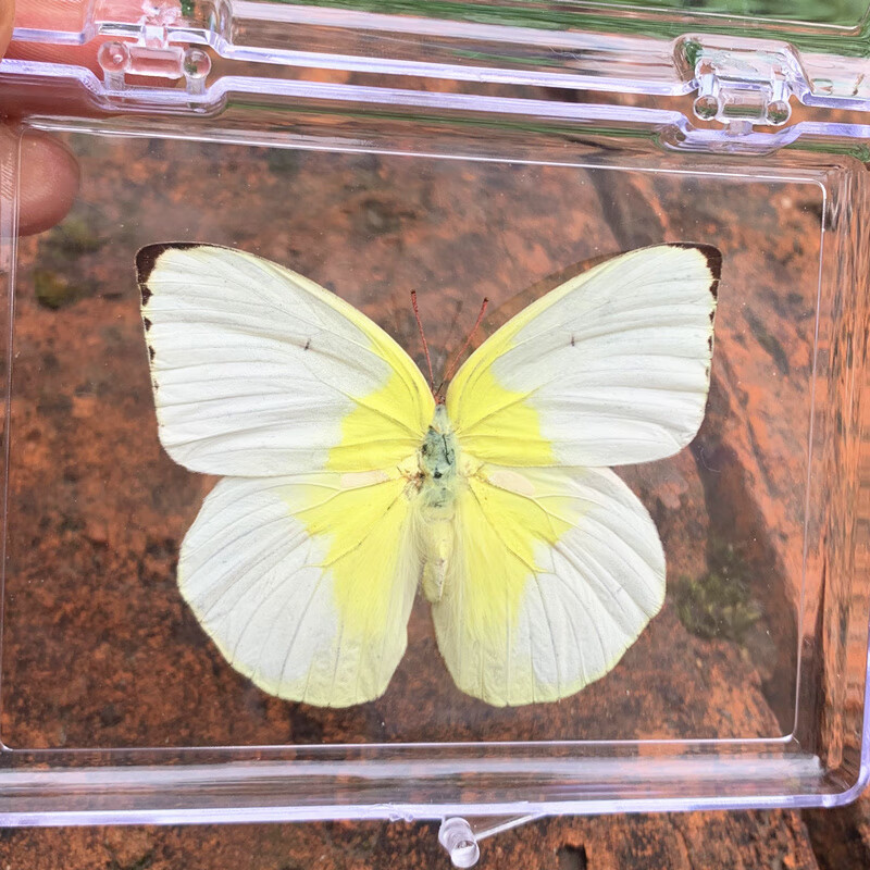 真蝴蝶标本摆件已展翅蜻蜓昆虫标本真虫学生创意生日 绿迁粉蝶 小
