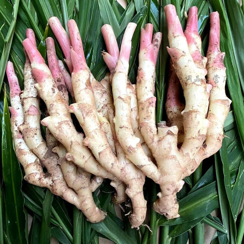 山东嫩姜生姜仔姜鲜姜红芽姜大姜现挖黄姜糖醋姜泡姜当季蔬菜批发