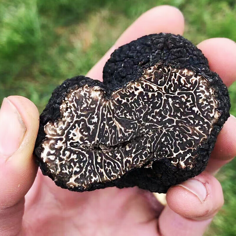 星云湖香格里拉野生黑松露猪拱菌礼盒装高黎贡山白松露米其林高端送礼 新鲜黑松露 直径4-6cm 净重500g