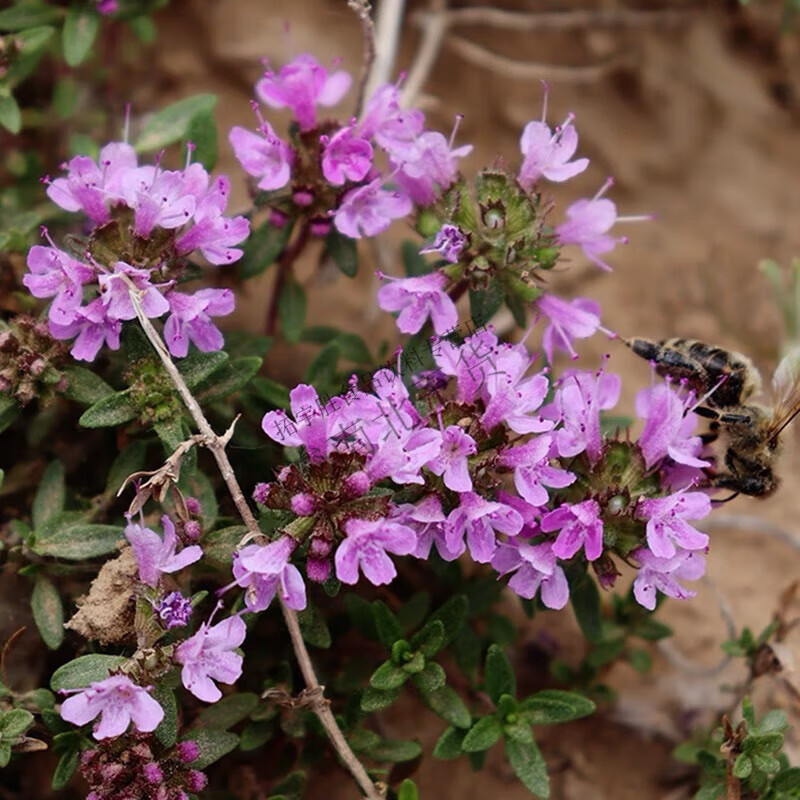 甘肃定西陕西黄土高原地椒花百里香花炝浆水浆水面炝锅香料 10克碎花