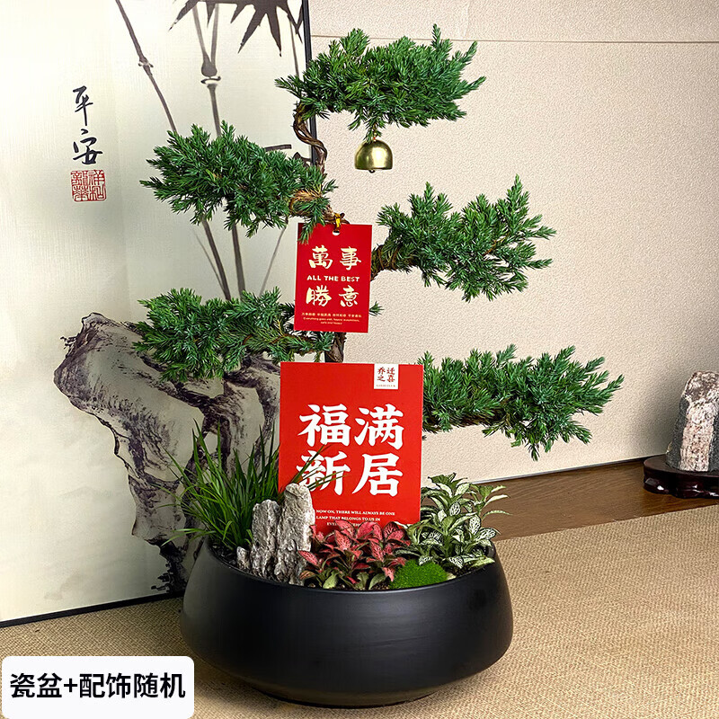 綠韻花田【兩小時達(dá)】五層塔松盆栽送導(dǎo)師青松綠植喬遷之喜開業(yè)教師節(jié)禮物 福滿新居【精致造景五層塔松盆景】 喬遷送禮推薦