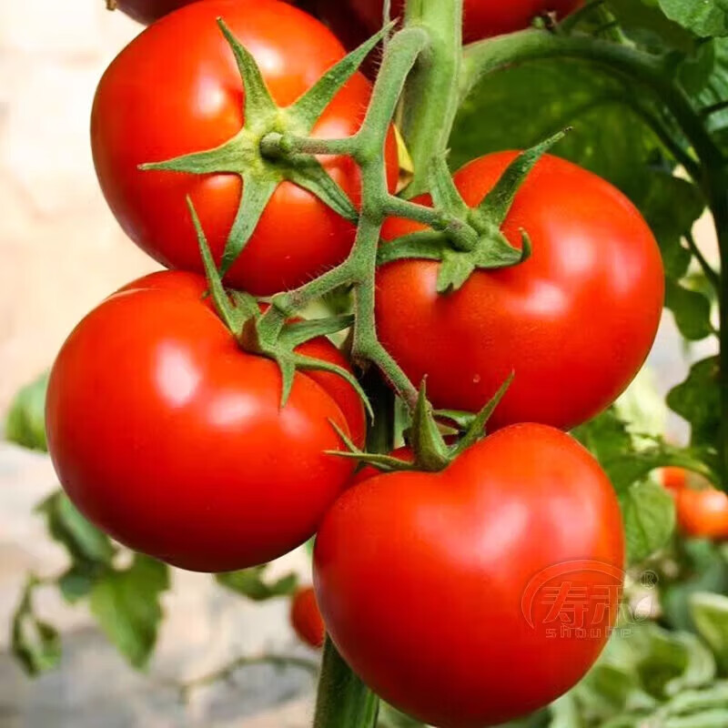 高山新鲜西红柿水果番茄自然熟生吃减肥减脂即食蔬菜生鲜源头直发 大红西红柿净重 1斤