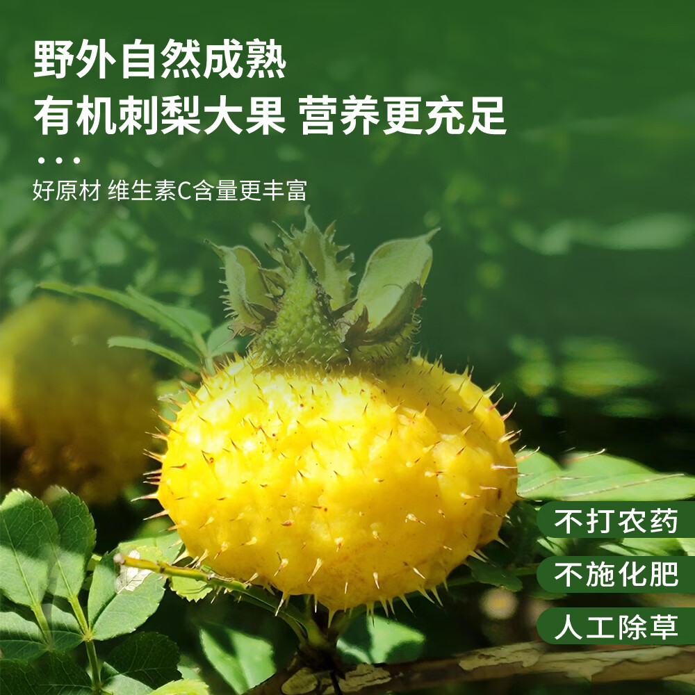 黔雅集有机刺梨原液纯原汁原浆贵州特产 天然榨取 富含VC/VP/SOD 500ml 整箱6盒(50ml*60支)