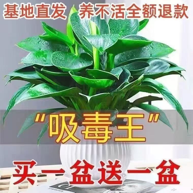 金钻绿公主盆栽植物除甲醛绿植办公室四季常 金钻小苗1支【不包活】