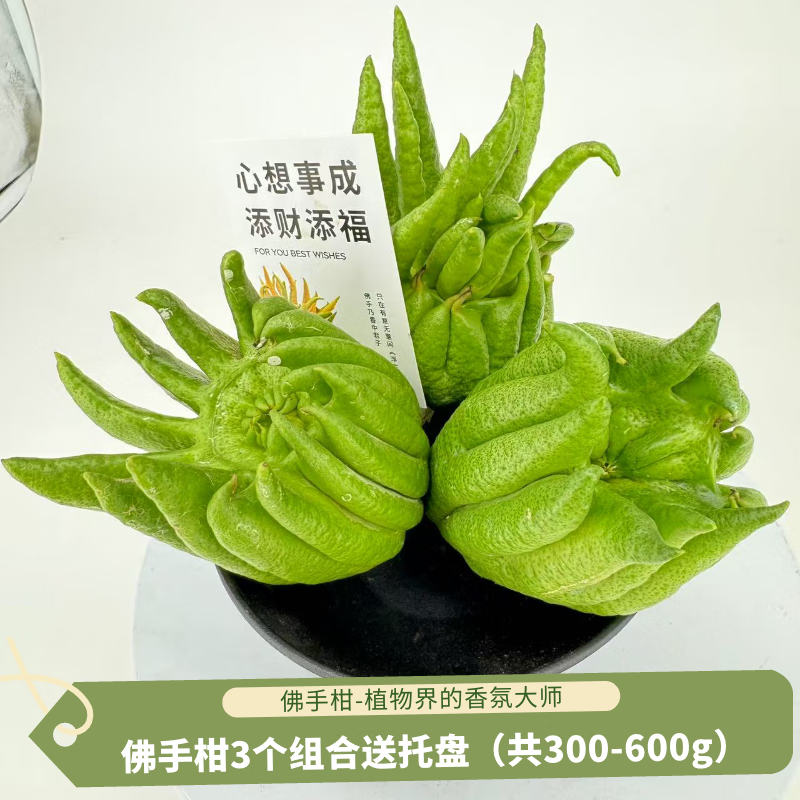 京东鲜花佛手柑3个300-600g+盆+贺卡套装观赏清新怡神福气礼物源头直发