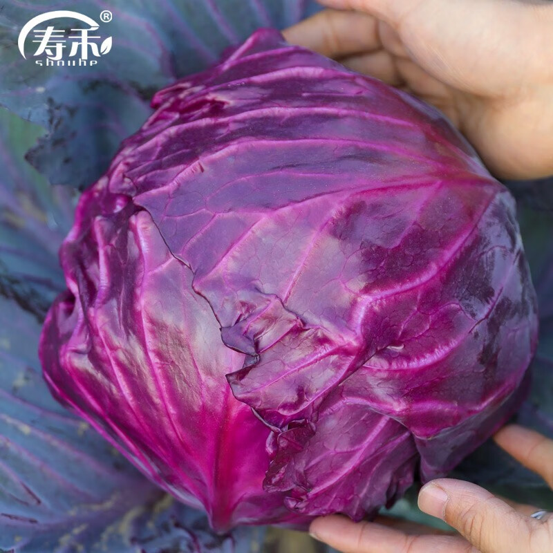 寿禾 甘蓝菜种子包菜春冬季蔬菜菜籽 寿禾紫盛1号种子100粒