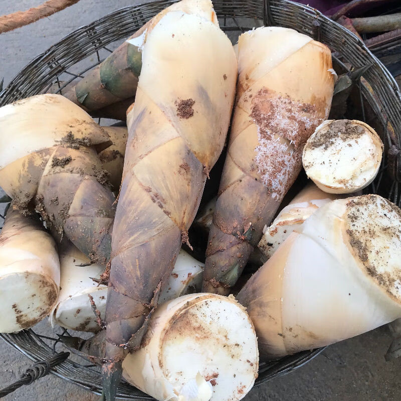 2025揭阳埔田竹笋新鲜现挖带壳当季鲜甜麻笋广西大头笋野生麻竹笋 2斤