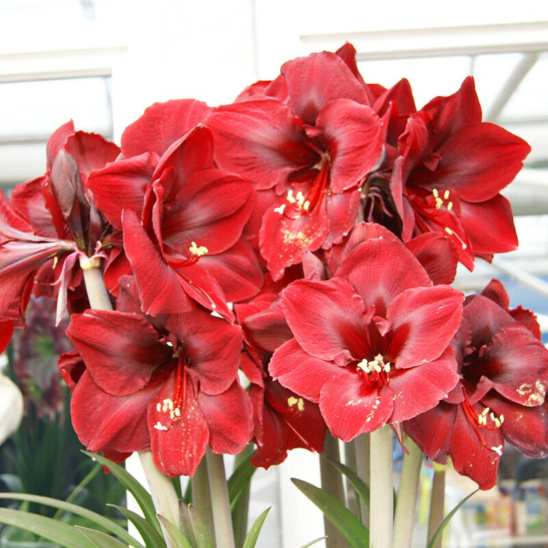 懒人熊荷兰朱顶红种球 进口大种球盆栽地栽多年生球根花卉植物 大天后