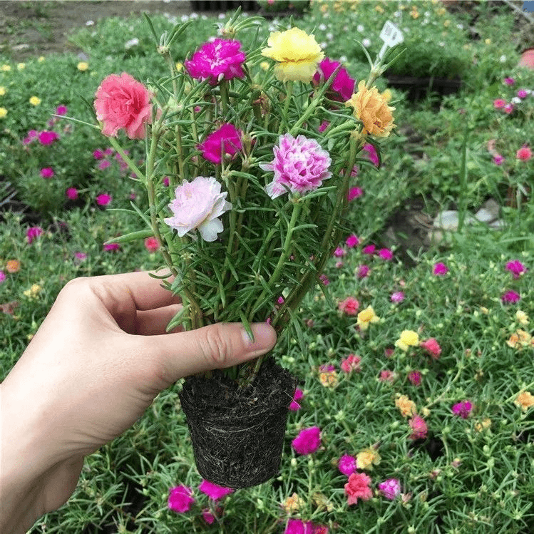琼花玉叶【带根带土带花苞】重瓣太阳花苗混色盆栽四季开花室外52 2-3个色---2枝【带根带土】