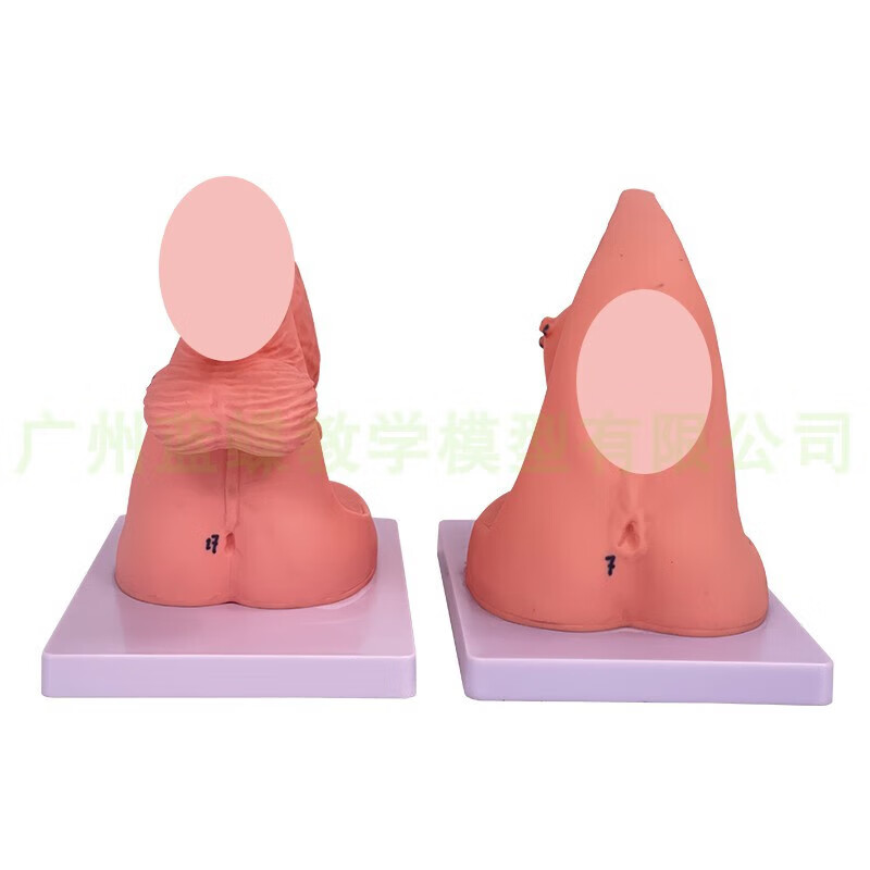 通用男性内外生殖器解剖及男性导尿模型 男性泌尿生殖模型 男性简易导尿模型