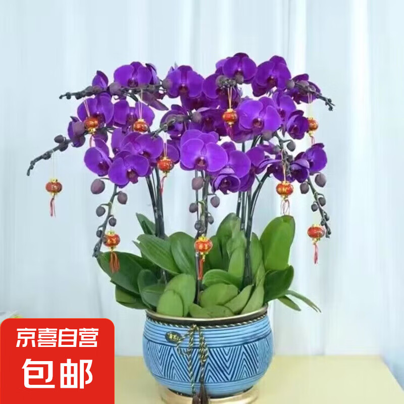 ���������������绨�����Կ�������ֲ����̨���绨���ļ�������ֲ ����ɫ�����꿪����1��+����