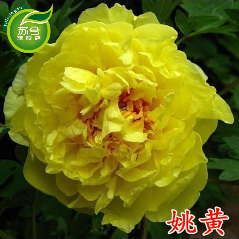 菏泽花苗盆栽庭院绿植花卉芍药多分枝 7年大苗 当年开花 姚黄7年大苗