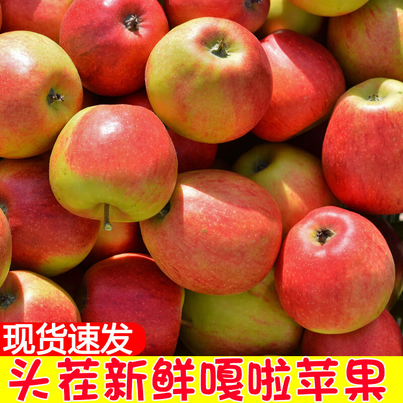 陇百味嘎啦苹果25年新鲜现摘山西运城脆甜当季应季时令水果整箱产地直发 净重4.5斤【18枚装】泡沫托装