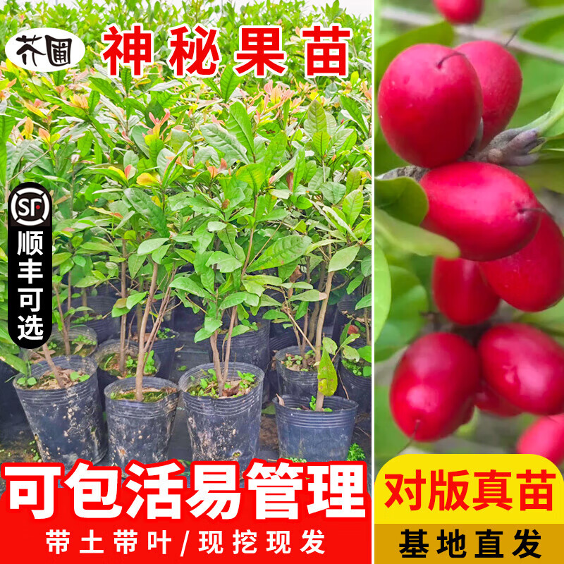 神秘果树苗 官方旗舰 非洲神秘果苗四季结果神奇果奇迹带叶果 神秘果