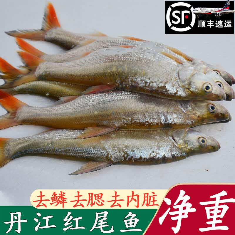 丹江口市红尾巴白鱼红梢边淡水鱼新鲜净膛现杀尖嘴鸭嘴翘蒙古红鲌
