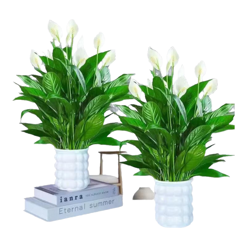 ���ڲ���������һ����˳��������������ֲ����ˮ��ֲ���ļ��׻�������ȩ���� ����2��16-20��+��ɫ������ˮ������40-50 15.99Ԫ