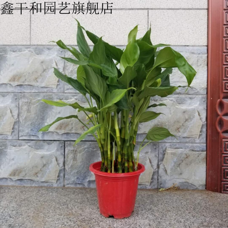 绿巨人大叶植物室内观叶绿植四季常青万年青盆栽大型盆景 万年青/30