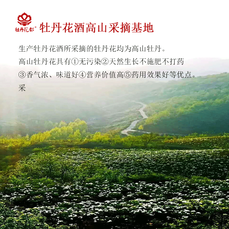 牡丹花都52度两瓶装牡丹花酒配制酒450ml*2瓶清雅花香端午节聚会口粮酒 52%vol 450mL 2瓶