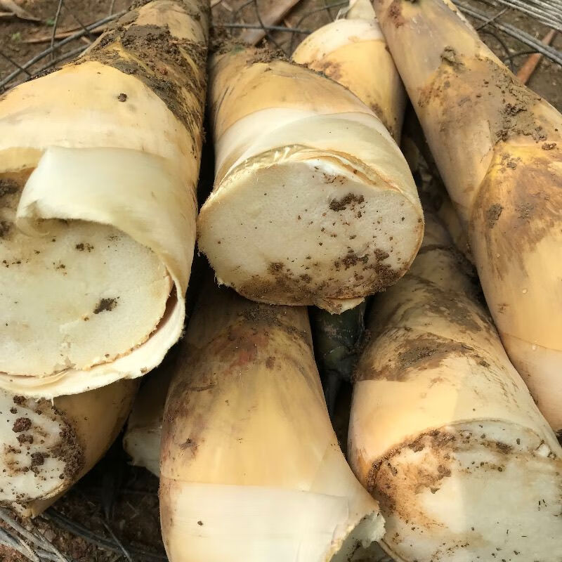 2025揭阳埔田竹笋新鲜现挖带壳当季鲜甜麻笋广西大头笋野生麻竹笋 2斤