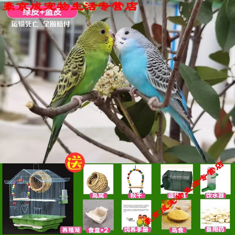 LZJV鹦鹉活鸟包活云斑鹦鹉中小型会说话手养虎皮鹦鹉活物家养宠物小鸟 篮虎皮+绿虎皮+豪华鸟笼+鸟窝+秋