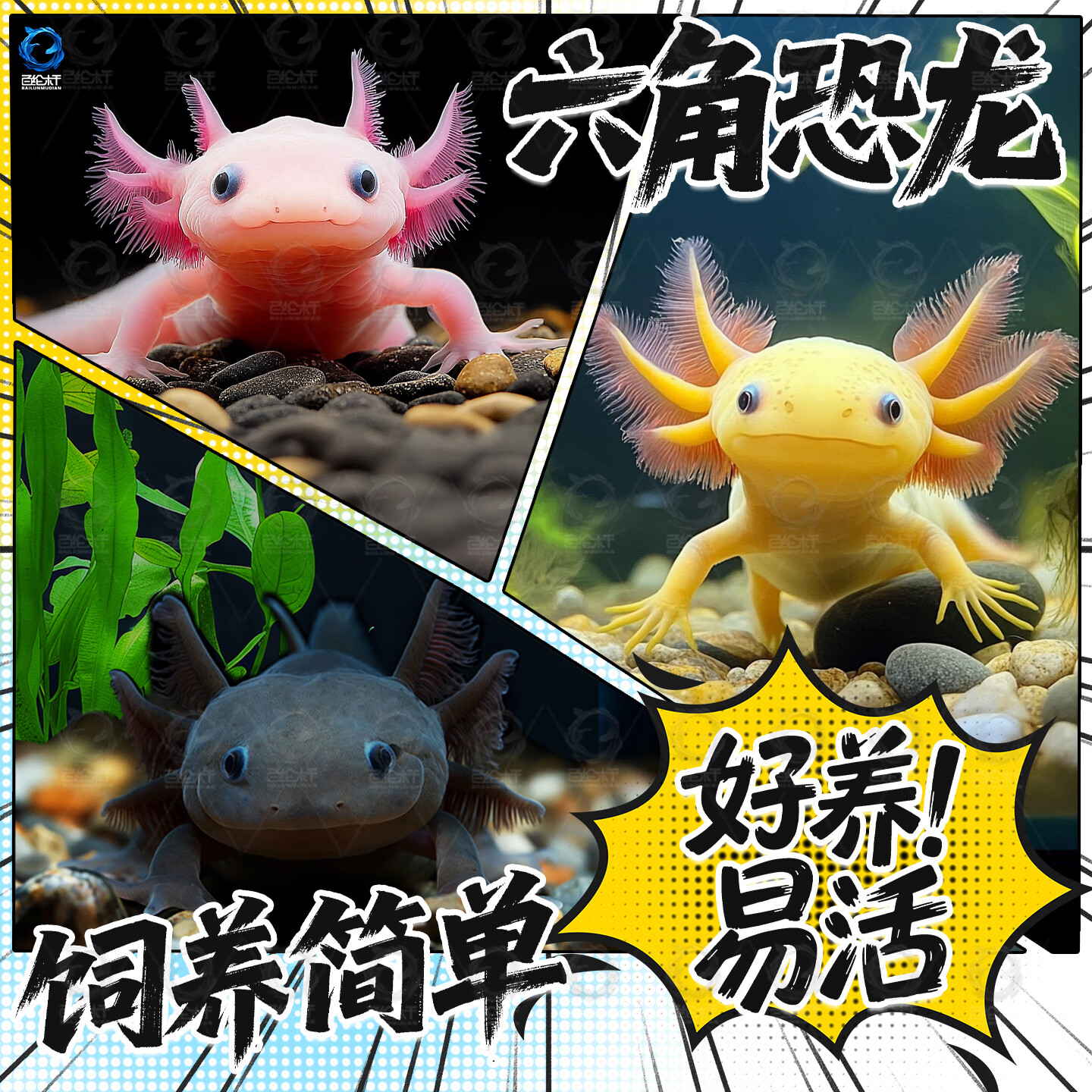 百纶木千六角恐龙鱼观赏鱼耐活鱼冷水鱼蝾螈活体六角龙小鱼网红淡水鱼观赏 4-7cm粉白+黄金六角共2只 送粮