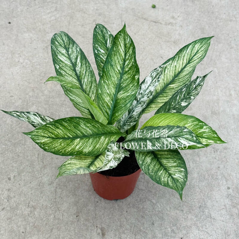花與花器 白鶴芋錦花葉白掌SpathiphyllumKochii室內(nèi)耐陰綠植盆栽 白鶴芋 12cm簡易盆