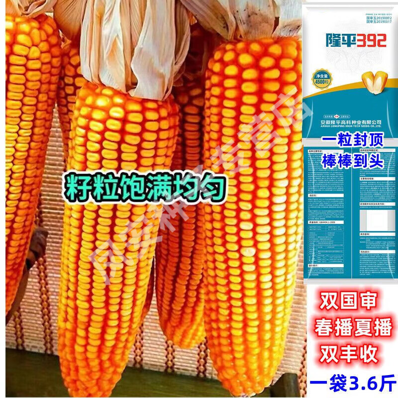 隆平392批发玉米种子大全原装红轴大棒矮杆抗倒抗旱南北苞米