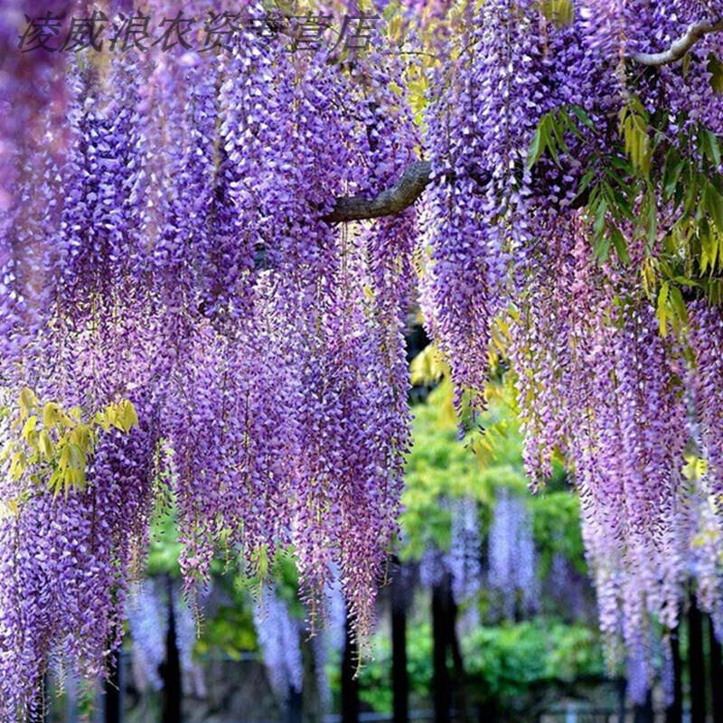 日本长穗紫藤花爬藤花阳台花盆栽攀援植物花树紫藤树苗庭院 日本长穗