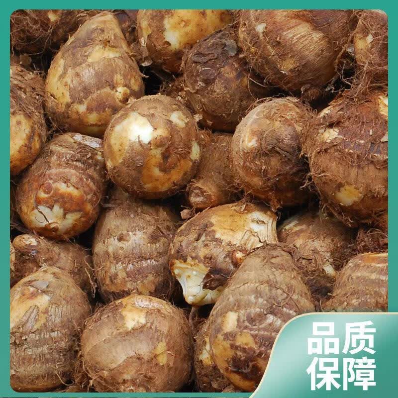 OTHERS芋头新鲜小芋头山东牛奶小毛芋艿子小香芋头5粉糯 -小果鸽子蛋大小（不推荐 1斤