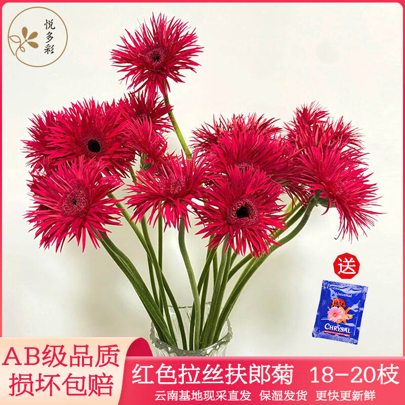 向日葵多色非洲弗朗菊速递 家居用鲜切花 红色拉丝扶郎菊18