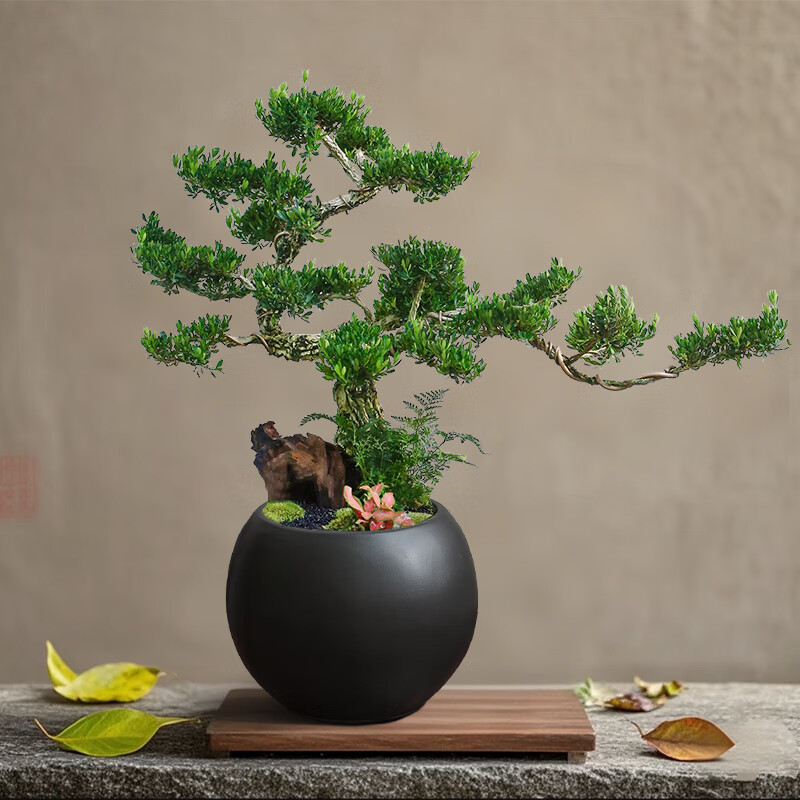 花城水调罗汉松盆景造型树迎客松真树植物室内高端中式桌面盆栽送礼绿植 【黄杨】50-65cm+黑圆球盆