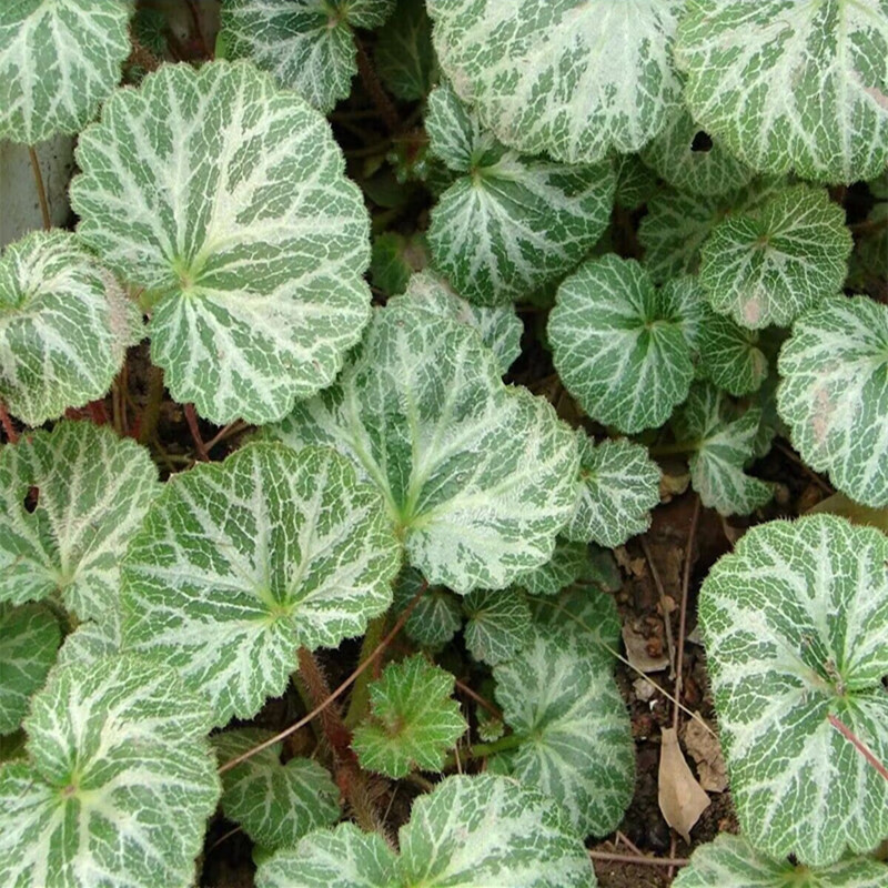 中药材石荷叶种子金线吊芙蓉虎耳草四季常青盆栽草本植物种籽 虎耳草